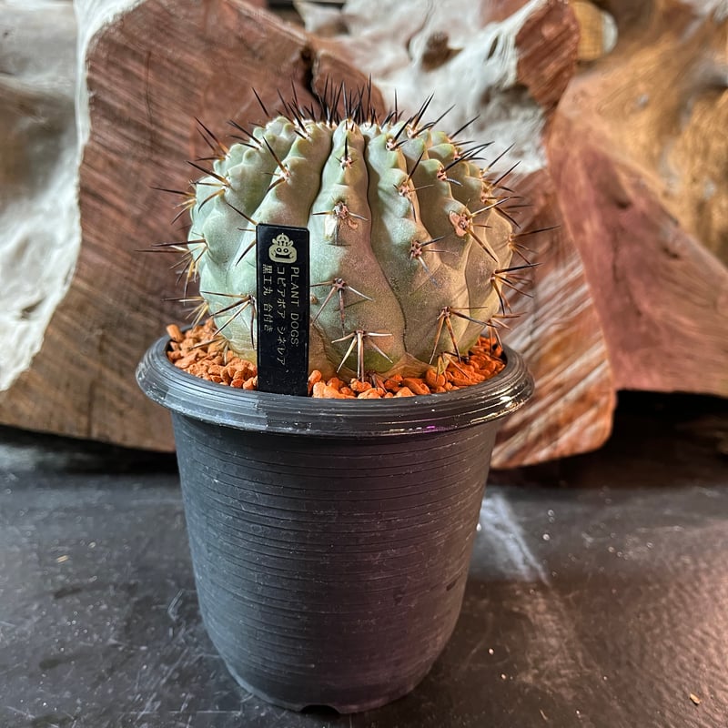 コピアポア シネレア 黒王丸 台付き | plant Dogs オンラインストア