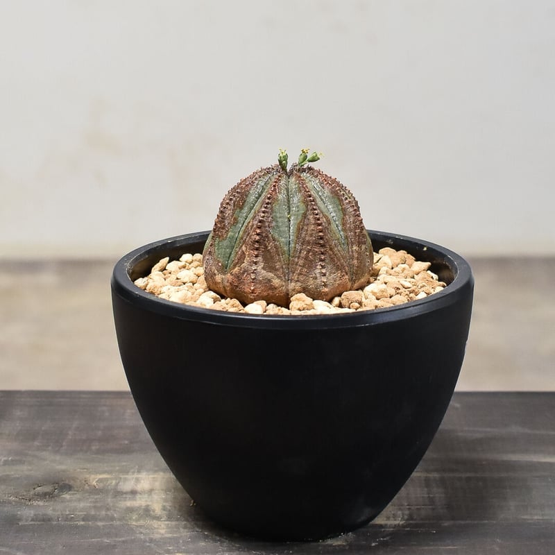 ユーフォルビア オベサ /オールド オベサ 【発根済み】RF230384