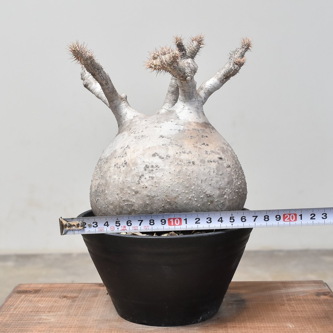 パキポディウム グラキリス (発根済み) RF232013 | RAFLUM / ラフラム｜