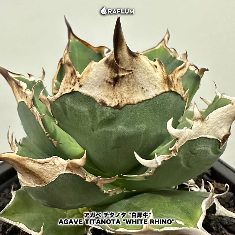 アガベ チタノタ 