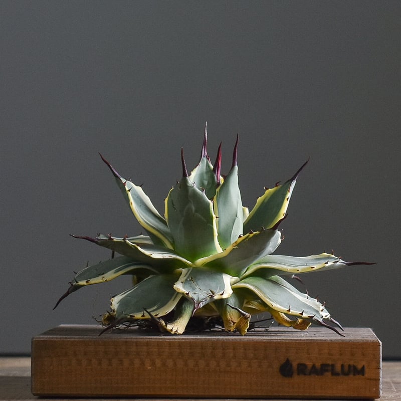 アガベ クリームスパイク （抜き苗販売）【グリーンとクリームの