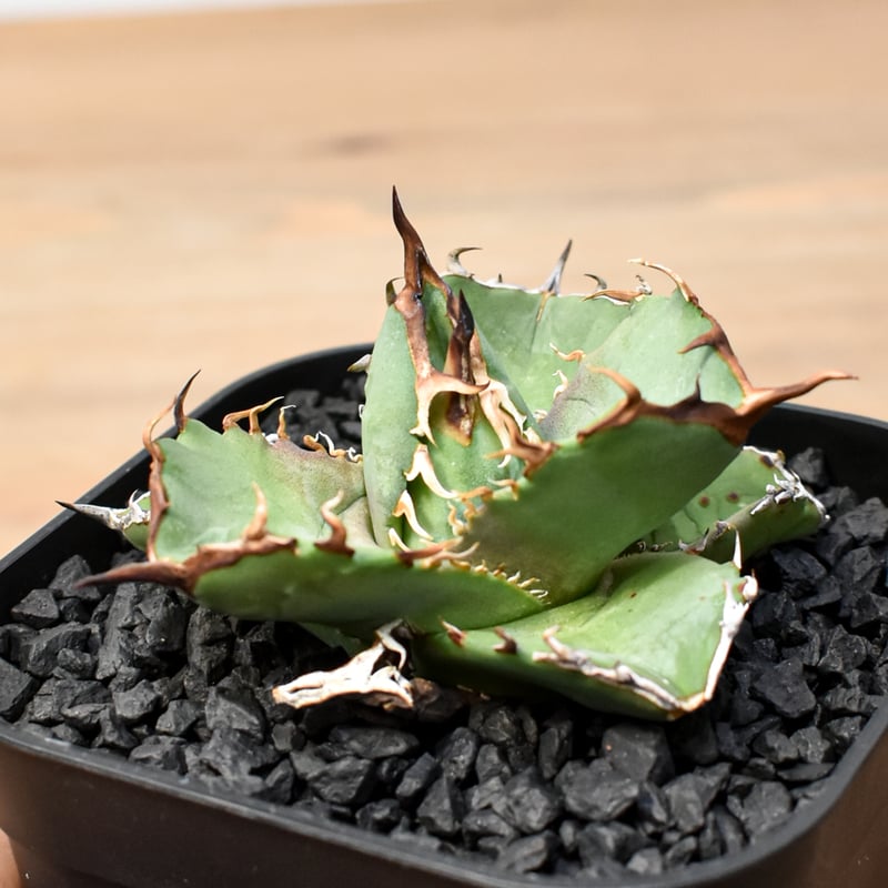 アガベ チタノタ 虎鯨 