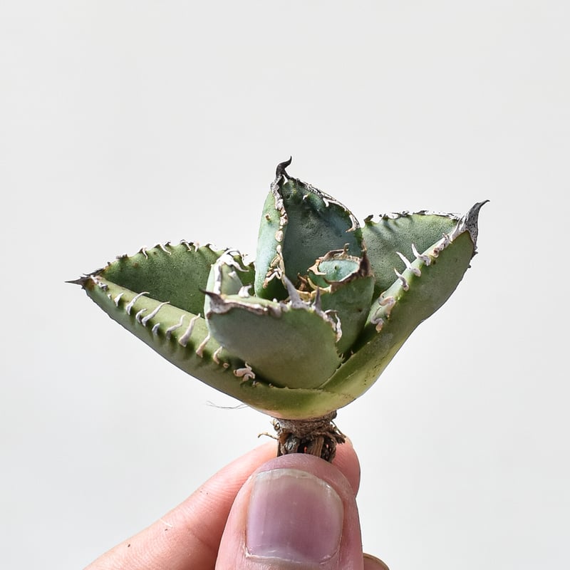 RAFLUM特選】アガベ チタノタ 麻花龍 【台湾 berlin産/子株/抜き苗】A