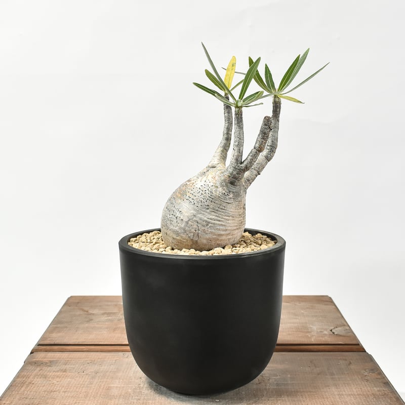 パキポディウム グラキリス 現地球 コネクトkonect fang