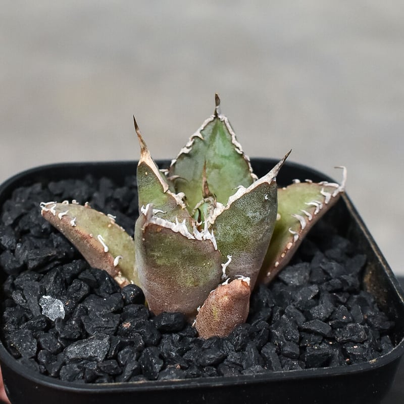 アガベ チタノタ 