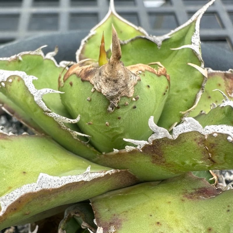 アガベ チタノタ 