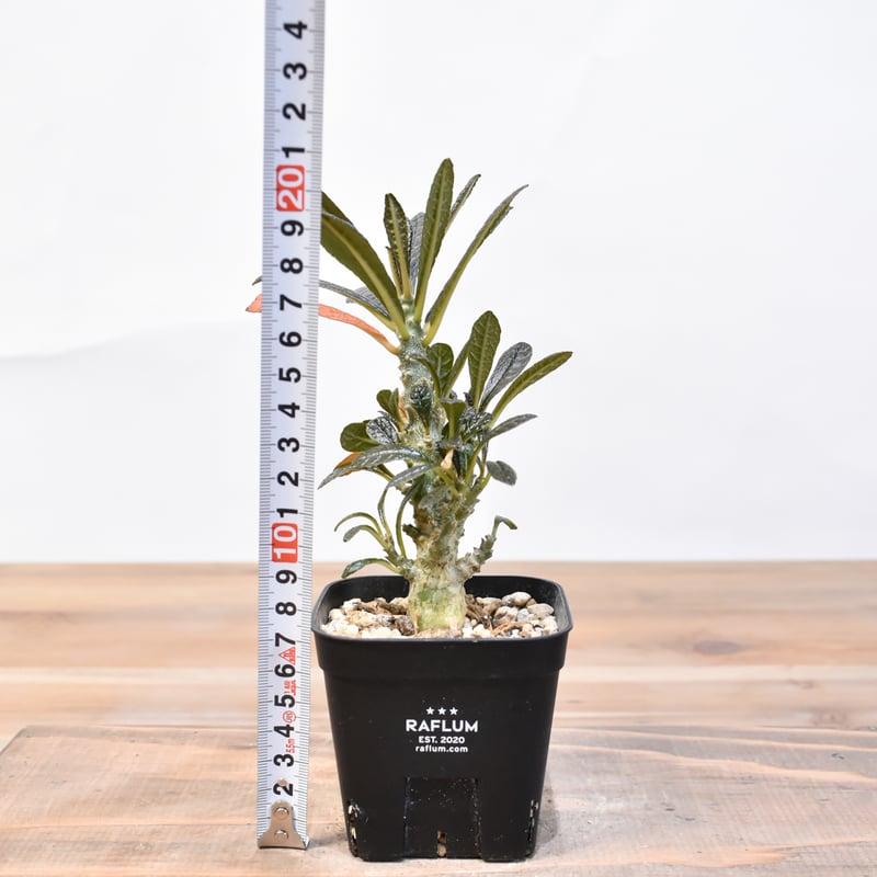 ドルステニア ギガス【実生】B | RAFLUM / ラフラム｜東京、大阪の塊根