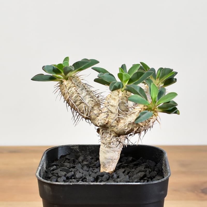 ユーフォルビア・ギラウミニアナ 【実生】RFHK25011167 | RAFLUM / ラフ