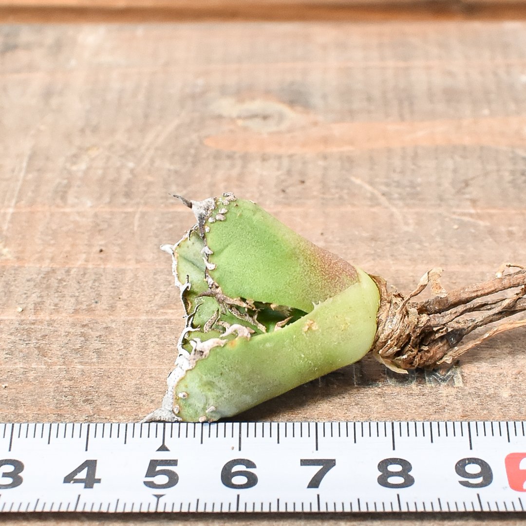 アガベ チタノタ 麻花龍 【台湾 berlin産/子株/抜き苗】D BE2402603(T)