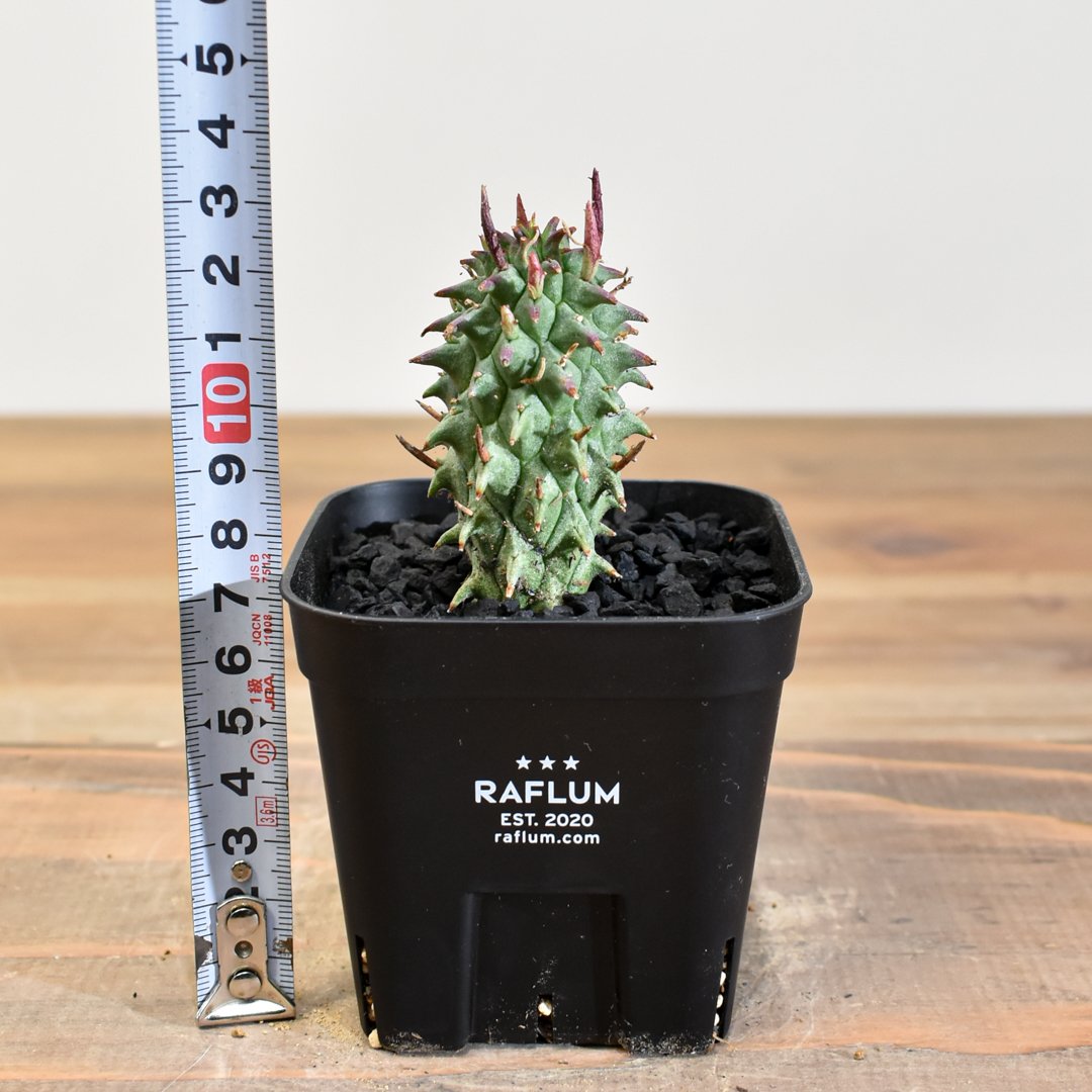 ユーフォルビア スコエンランディ 