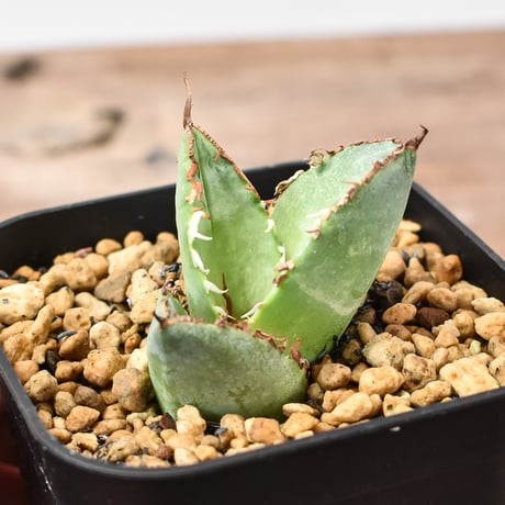 CATEGORY オテロイ / 実生 | RAFLUM / ラフラム｜東京、大阪の塊根植物