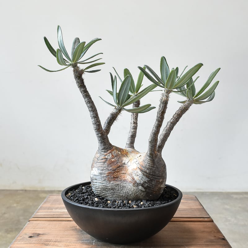 SRL鉢 パキポディウム グラキリス 現地球 発根済み グラキリス 現地球