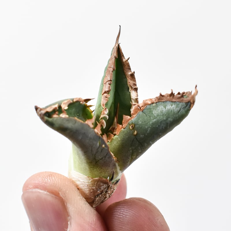 アガベ チタノタ 