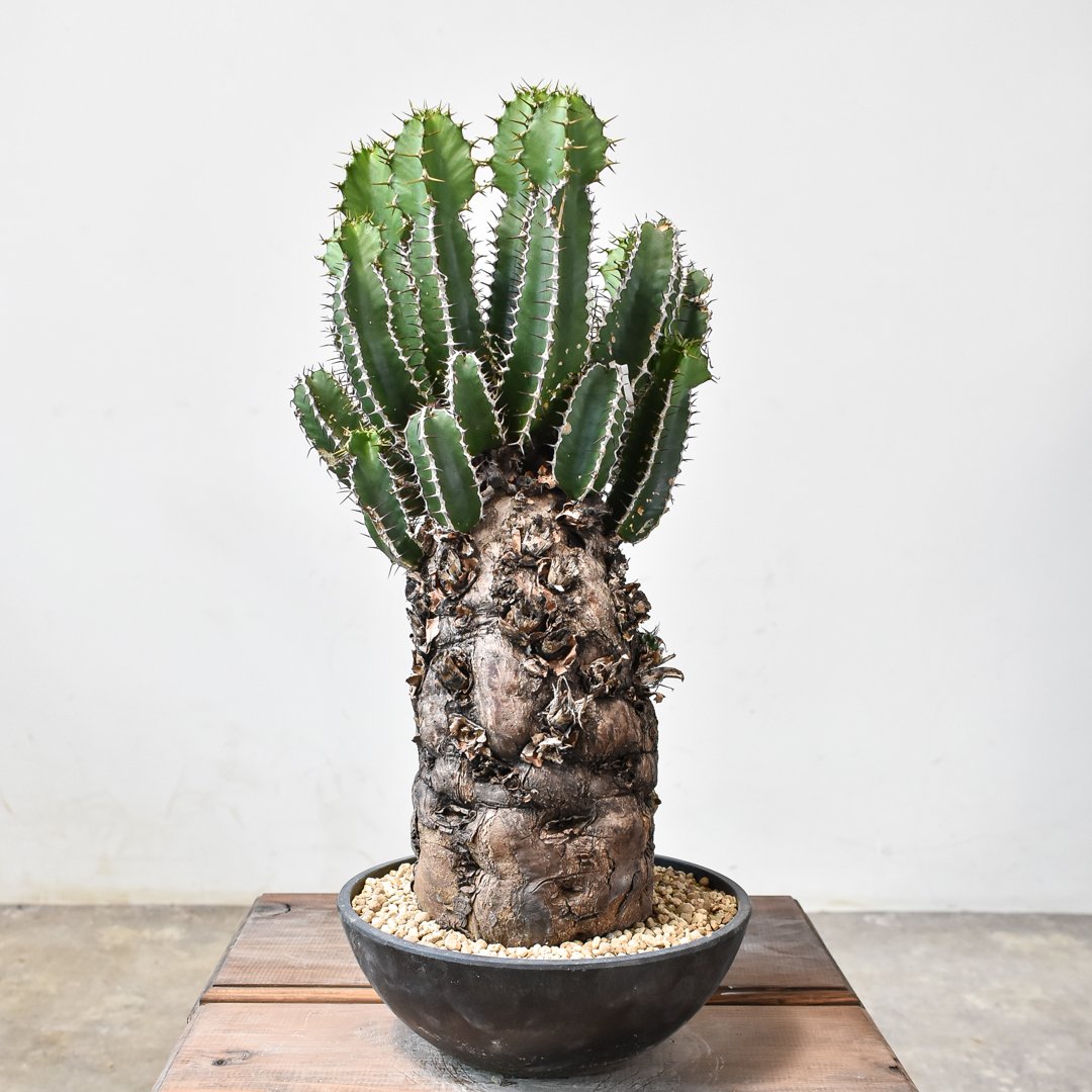 ユーフォルビア ムランジーナ 発根済 塊根植物 本日のひと鉢