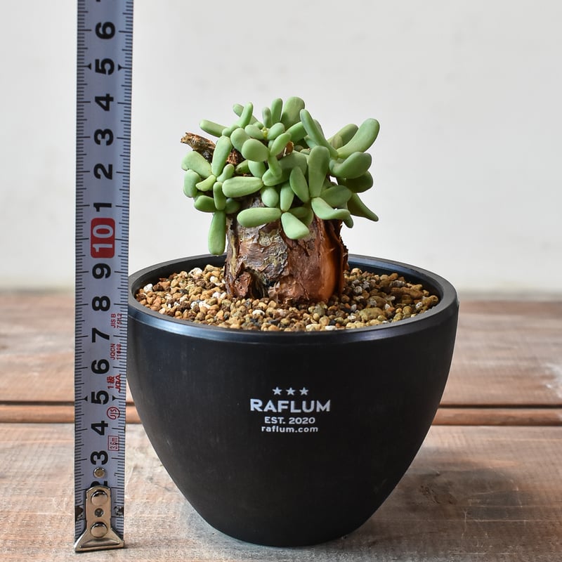 ケラリア ピグマエア 【発根済】K | RAFLUM / ラフラム｜東京、大阪の