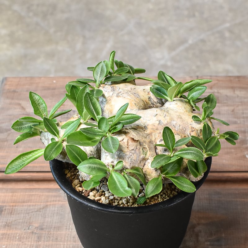 パキポディウム ブレビカウレ 