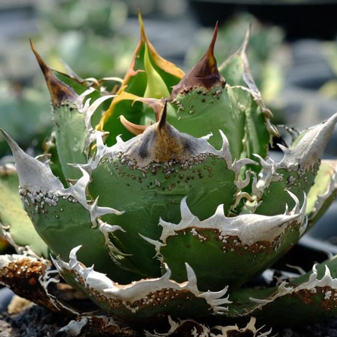 アガベ チタノタ 麻花龍 【台湾 berlin産/子株/抜き苗】D BE2402686 |