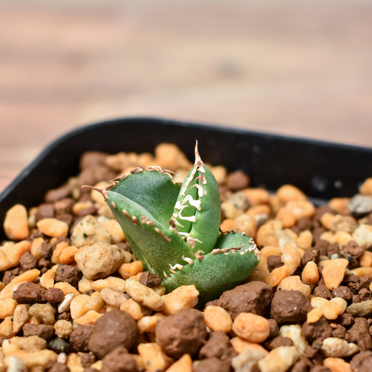 アガベ チタノタ ホオジロザメ 