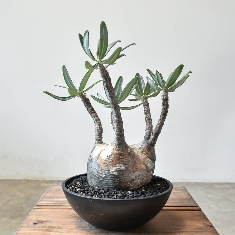 パキポディウム グラキリス 【現地球/発根済み】 A HK0014(T) | RAFLUM