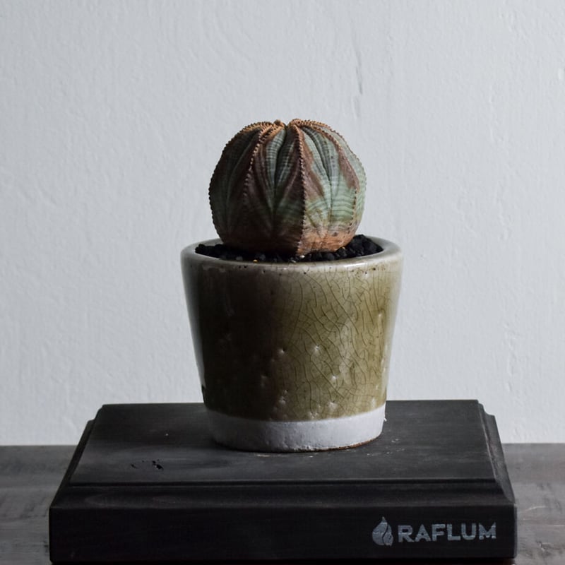 ユーフォルビア オベサ /オールド オベサ【根強い人気！！木質化の