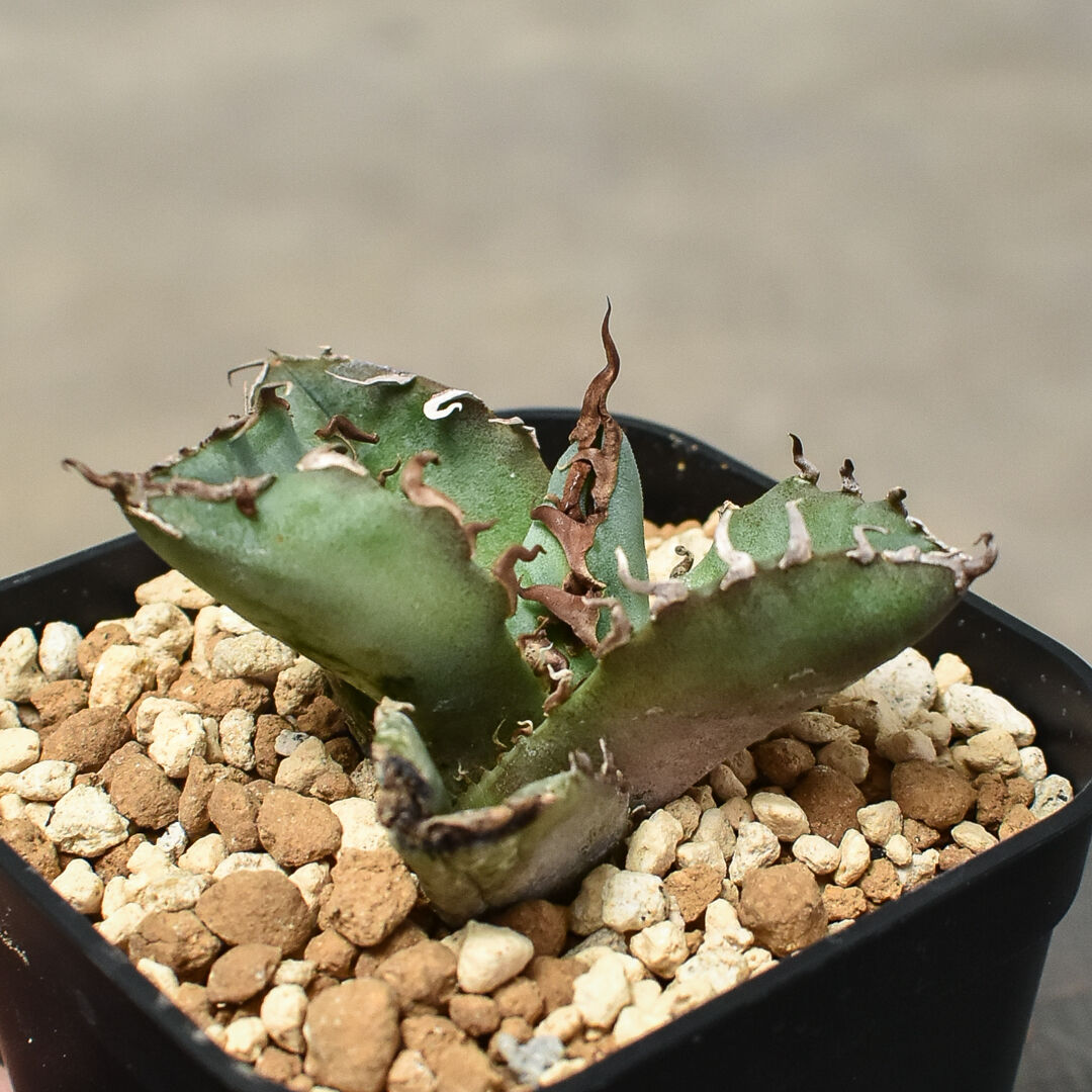 アガベ チタノタ オテロイ 背刺白鯨 超コンパクト 青白葉 裏棘 23