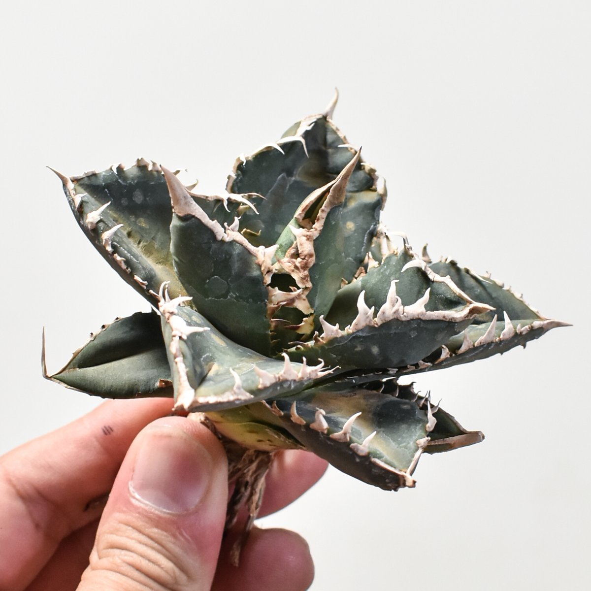 アガベ チタノタ 