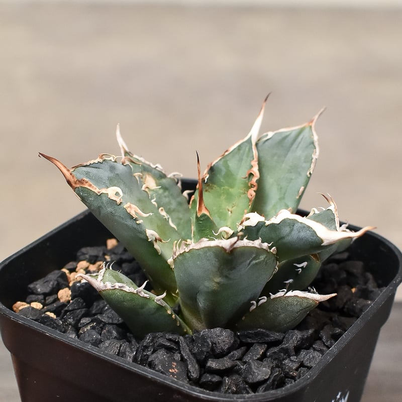 アガベ チタノタ 