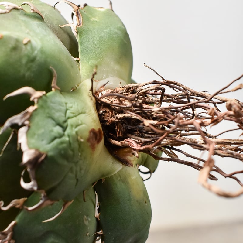 アガベ チタノタ シーザー / 凱撒 【台湾産/中株/抜き苗】D DG2400577