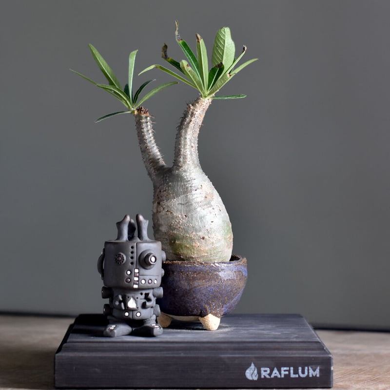 パキポディウム グラキリス (現地球) RF22474 | RAFLUM / ラフラム