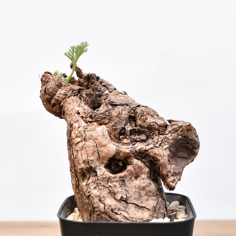 ペラルゴニウム トリステ 【発根済】B | RAFLUM / ラフラム｜東京