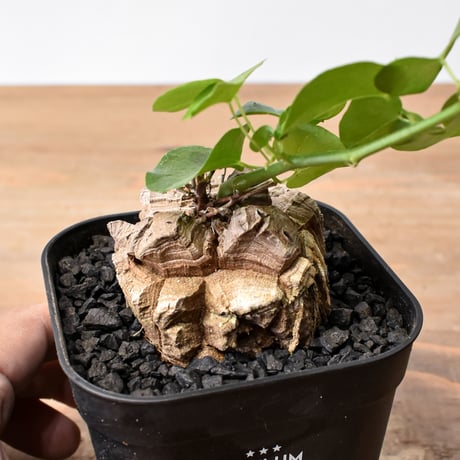 CATEGORY 亀甲竜（ディオスコエレファンティペス） | RAFLUM