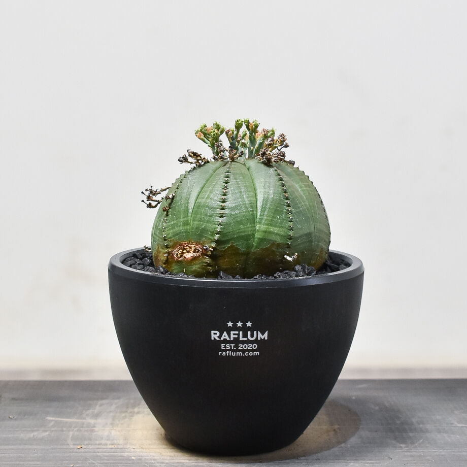 ユーフォルビア オベサ×バリダ 