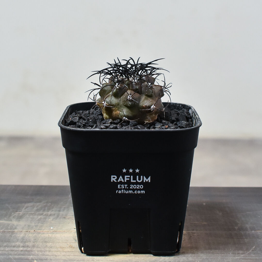 コピアポア グリセオビオラセア 