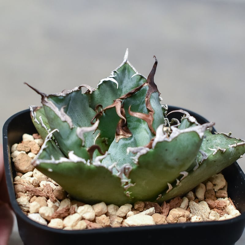 アガベ チタノタ 