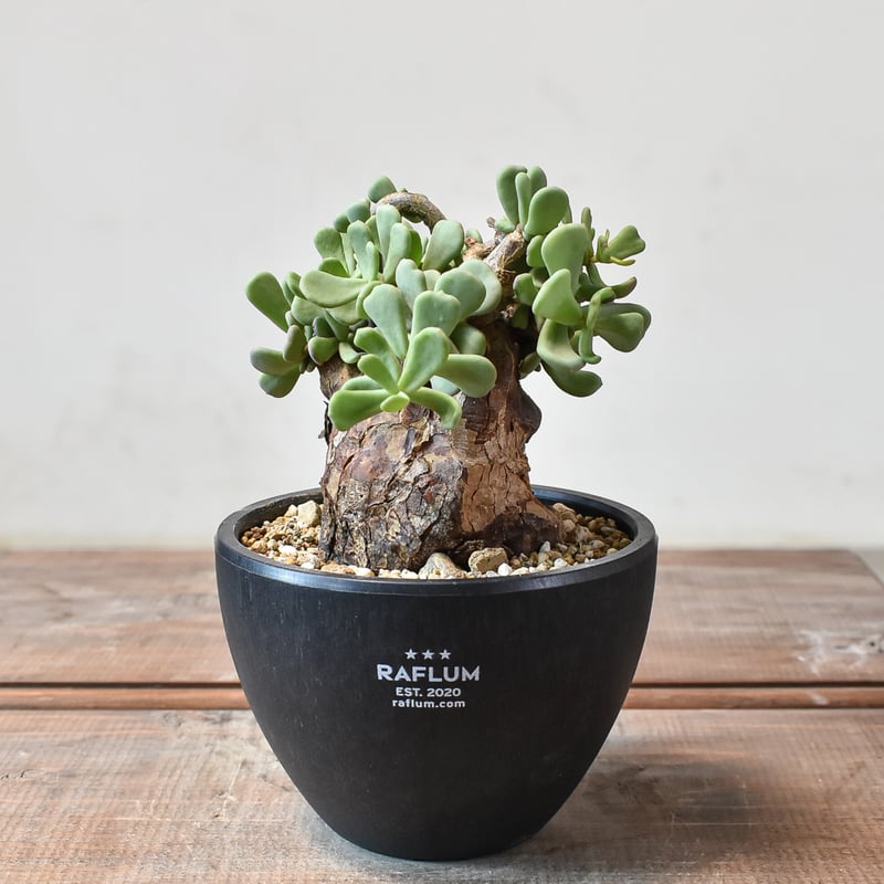 ケラリア ピグマエア 【発根済】S | RAFLUM / ラフラム｜東京、大阪の