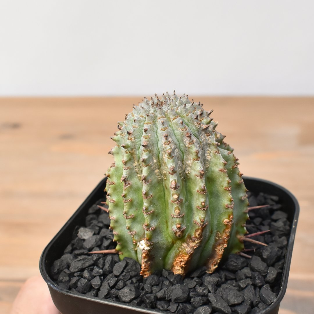 ユーフォルビア ホリダ 