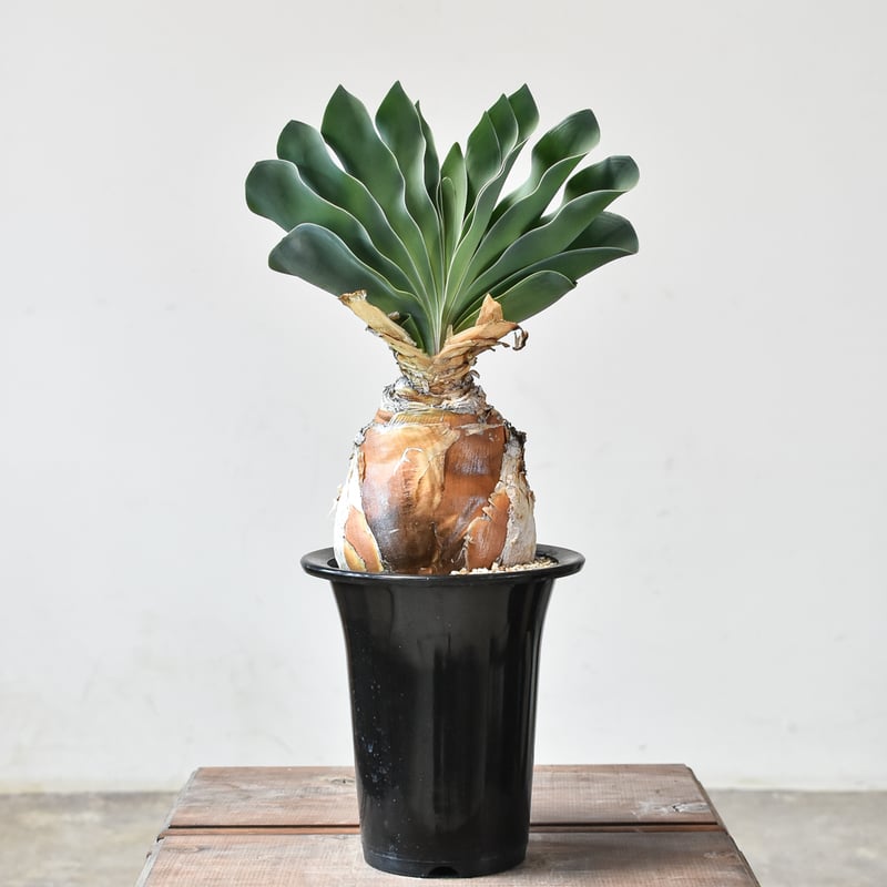 ブーファン ハエマンソイデス 【発根済み】HK2402556 | RAFLUM