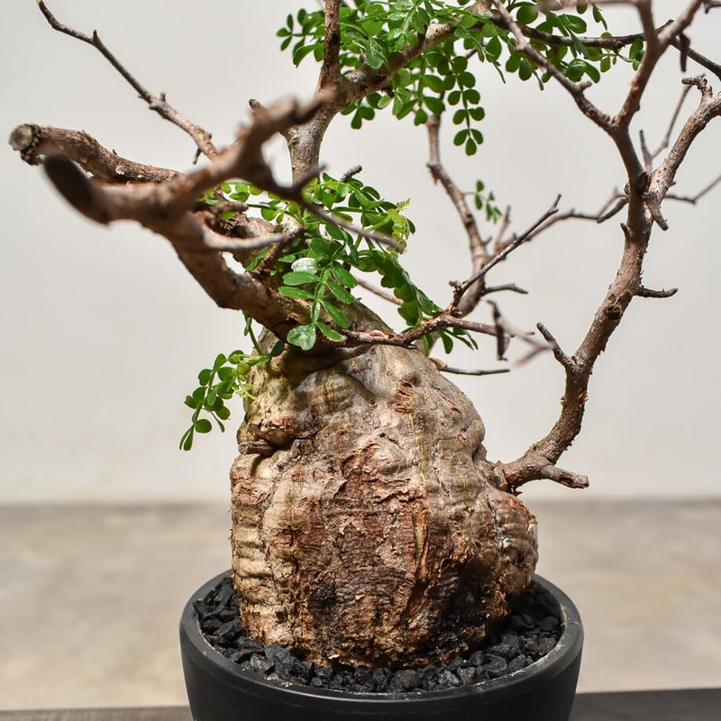 オペルクリカリア パキプス （発根済み）RF231574 | RAFLUM / ラフラム