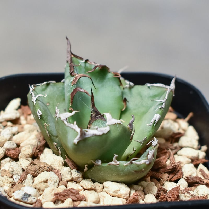 アガベ チタノタ 