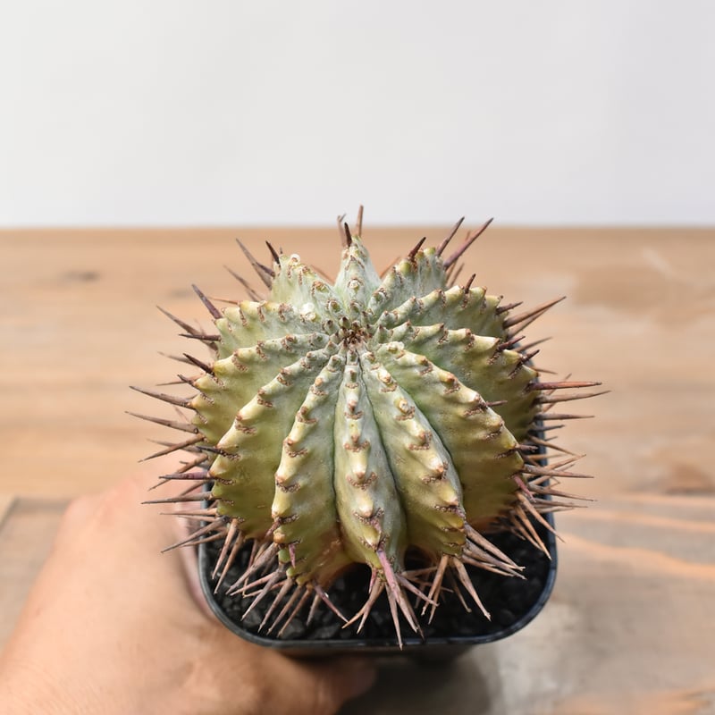 ユーフォルビア ホリダ 