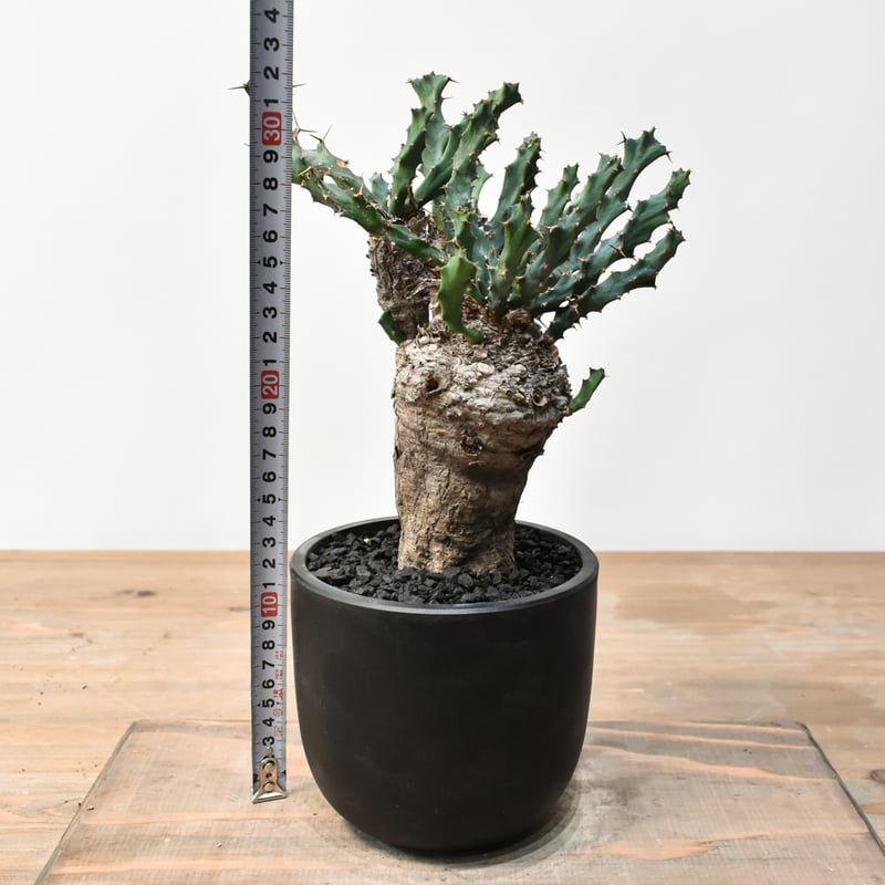 ユーフォルビア クラビゲラ 