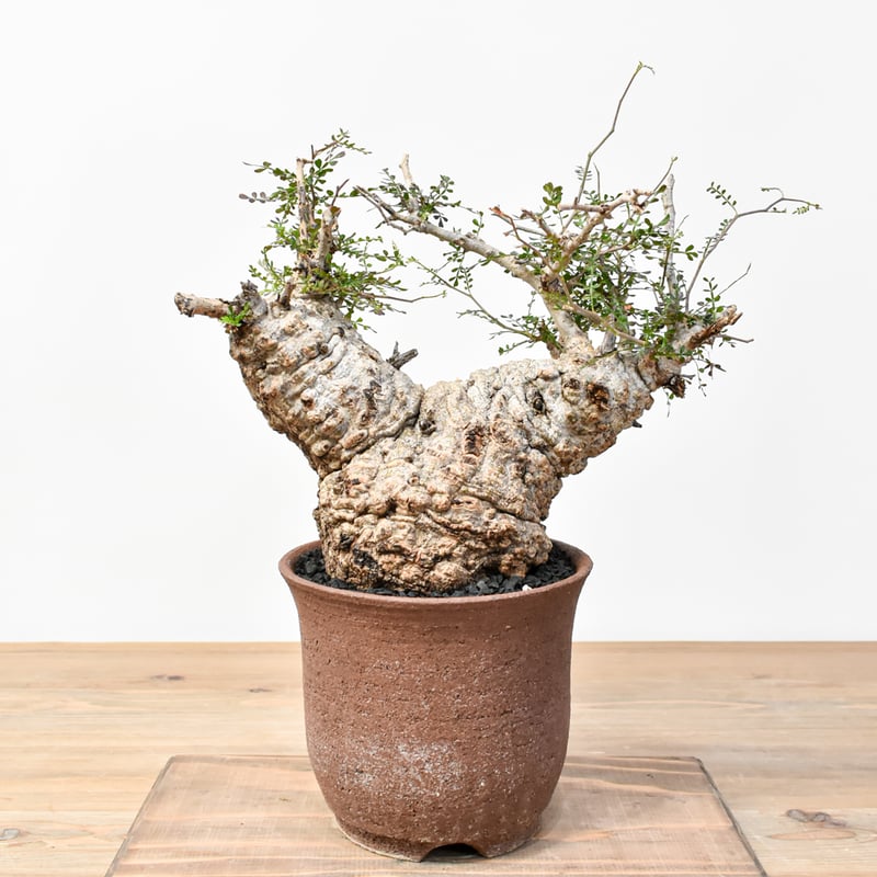 RAFLUMコレクション】オペルクリカリア パキプス 