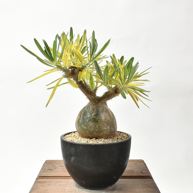 パキポディウム グラキリス 