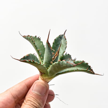 CATEGORY アガベ ハイブリッド エボリスピナ×ブラックアンドブルー/妖