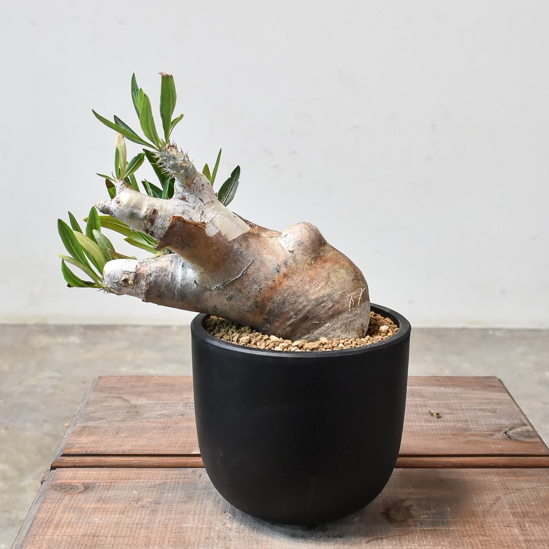 パキポディウム イノピナツム 【 現地球/発根済】B HK2402389(T