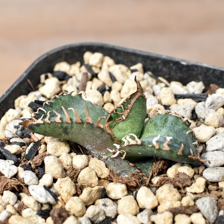 イタリア産アガベ | STORES