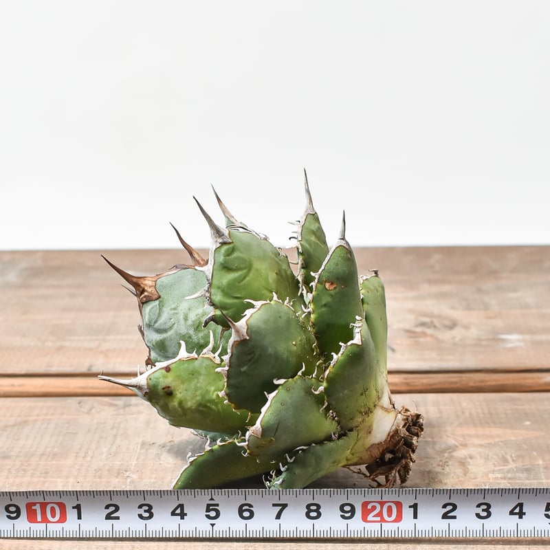 国内実生最高峰】アガベ オテロイ【OSPセレクト株 / 抜き苗 / 実生】12