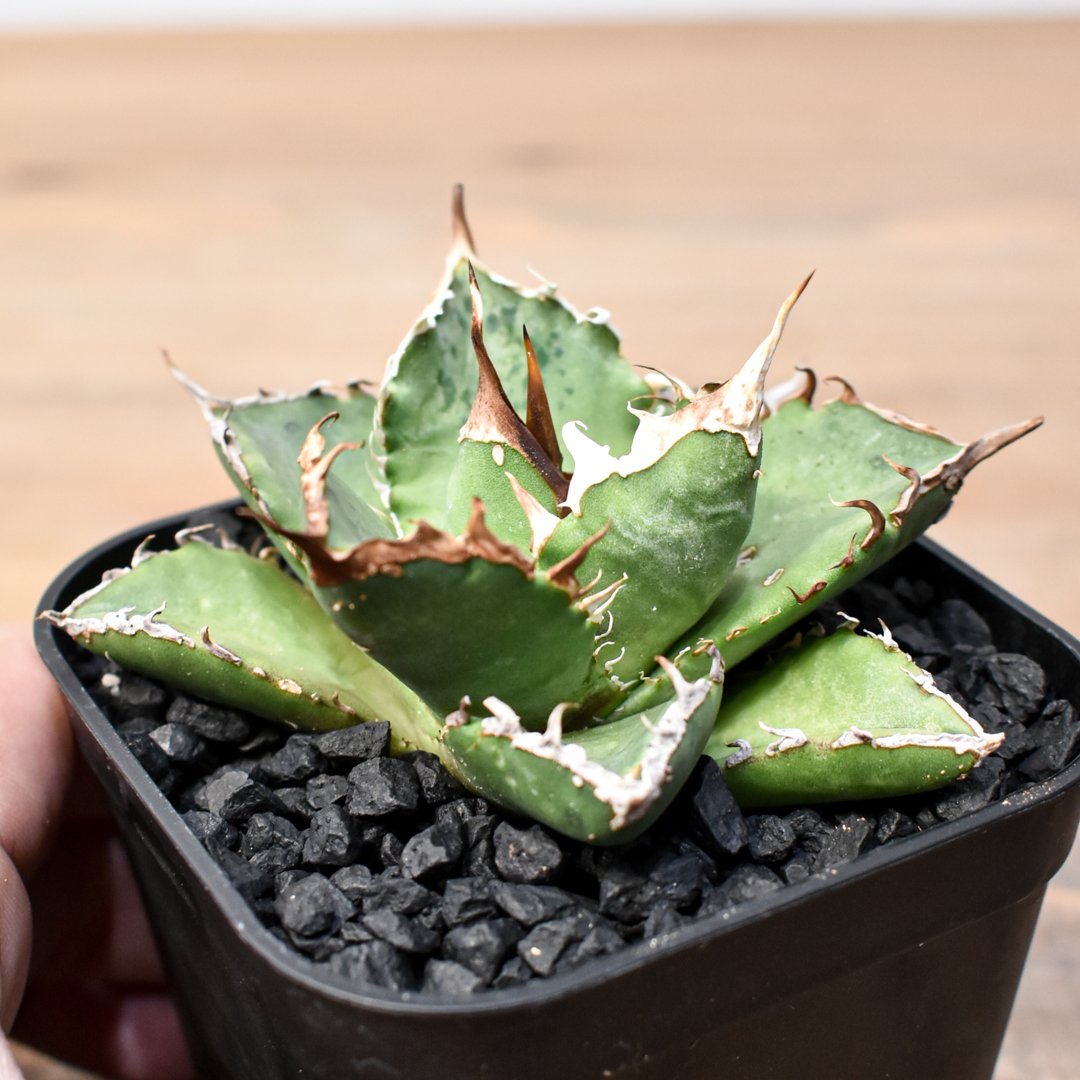 1週間限定】アガベ チタノタ ZEUS産 実生 fit=scale-down,w=1200