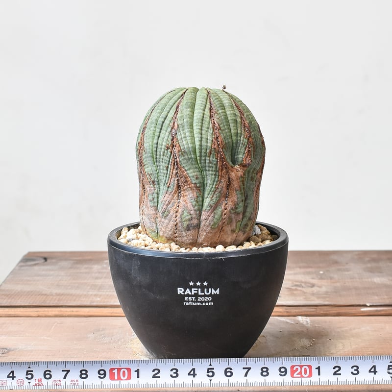 ユーフォルビア オベサ 【発根済み】HK2402399 (T) | RAFLUM / ラフラ