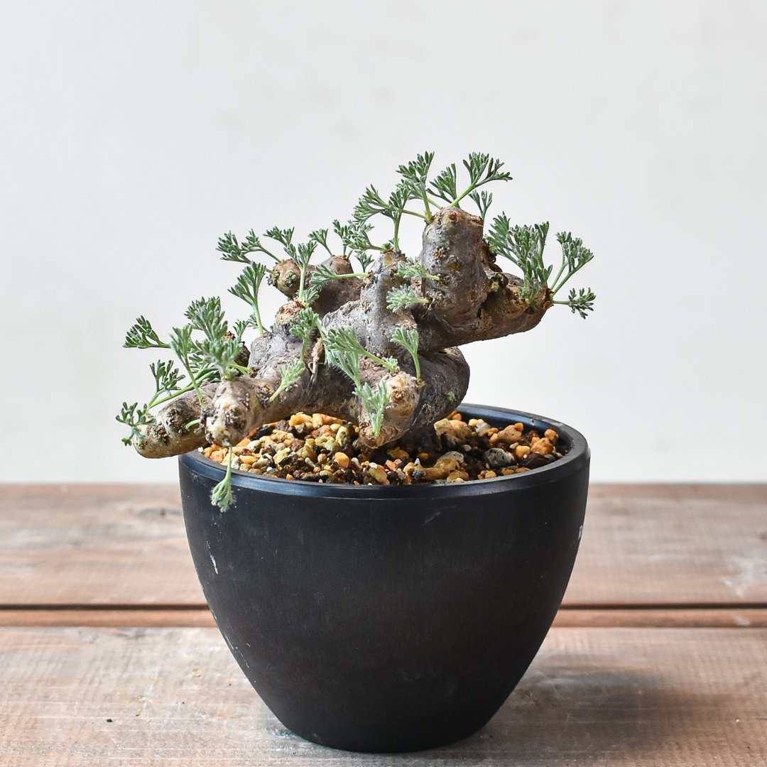 サルコカウロン ムルチフィズム 【発根済み】HK2402560（T) | RAFLUM